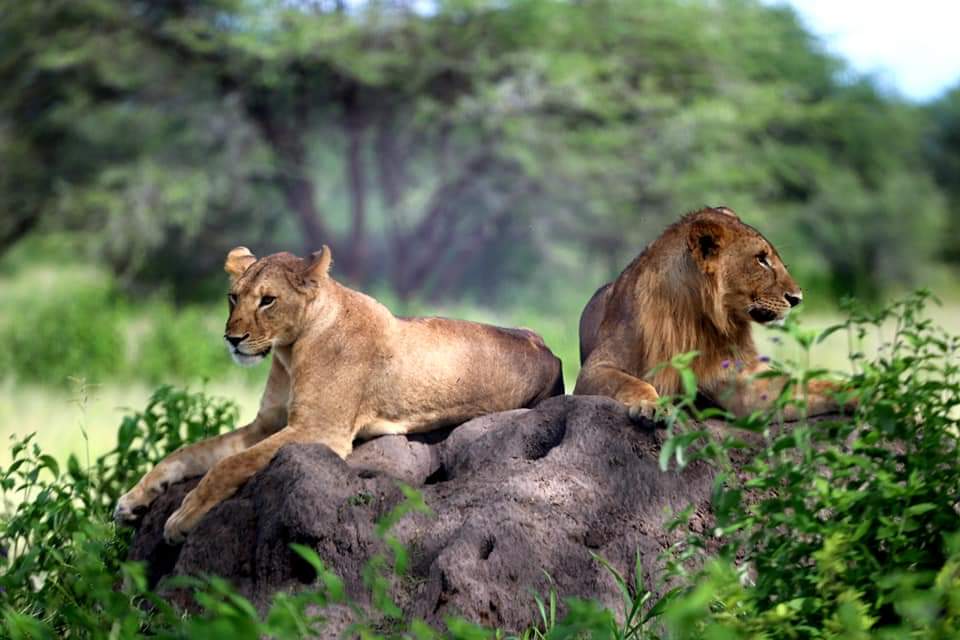 Authentic Tanzania safari experiences for less 2025